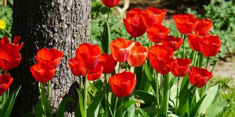 Péče o tulipány po odkvětu na zahradě - co a jak dělat